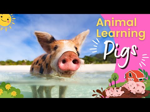 Pig For Kids 🐷 | All About Pig 🐖 | Kids Learning Pig 🧠 | Pig Fun Facts 🔎 | Pig 101 🐽