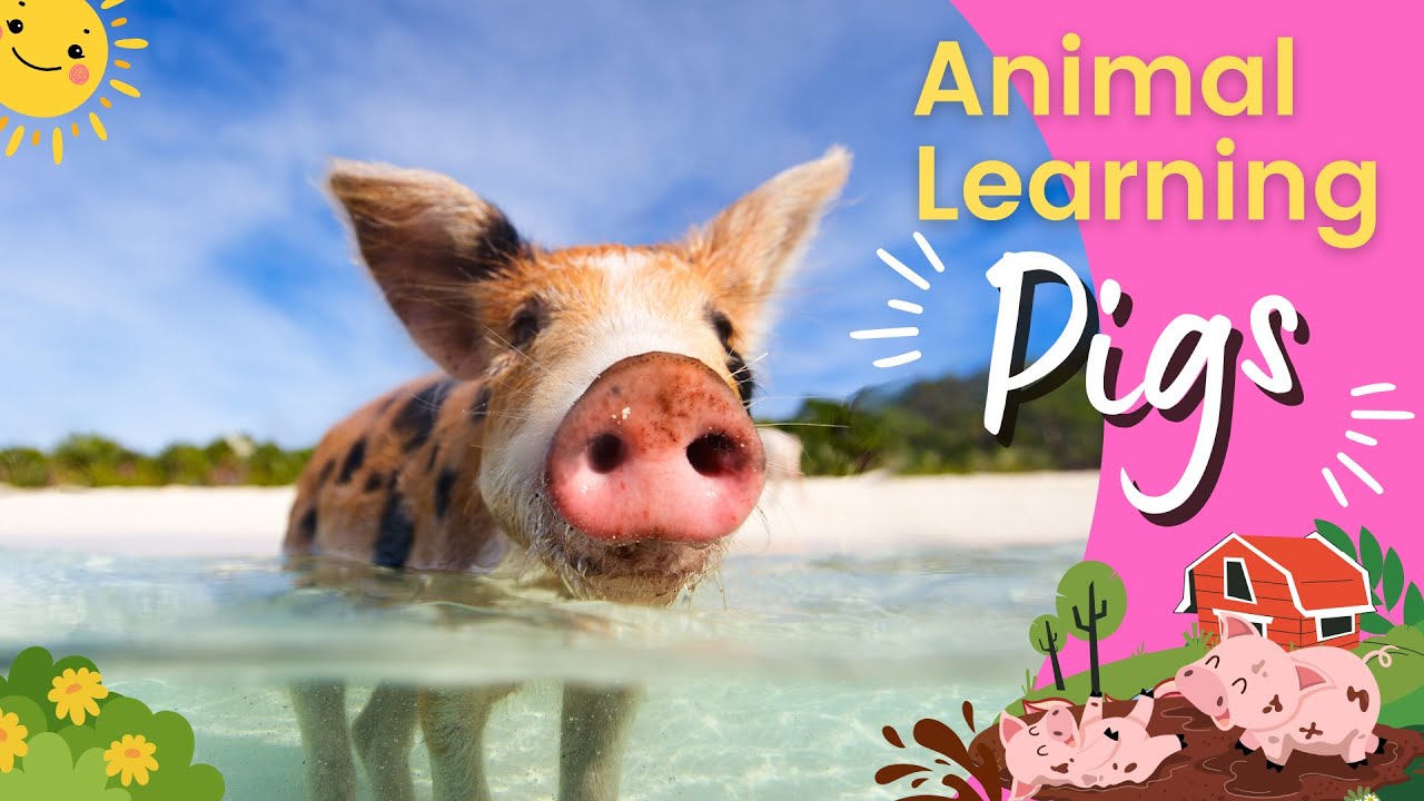 Pig For Kids 🐷 | All About Pig 🐖 | Kids Learning Pig 🧠 | Pig Fun Facts 🔎 | Pig 101 🐽
