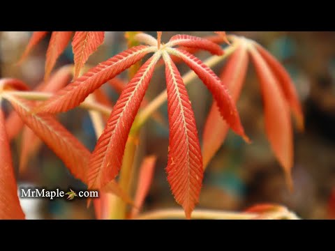 Aesculus ‘Erythroblastos’ Shrimp Pink Horse Chestnut in the Greenhouse - FUN FLOWER