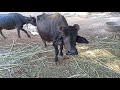 Buffalo Mating 2020