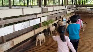 preview picture of video '1st Term School Holiday at Goats and Sheeps farm (Kambing dan Biri-Biri)'