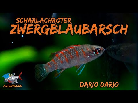 Der Scharlachrote Zwergblaubarsch - Dario dario | ADVENTdicted! Adventskalender | Türchen 8