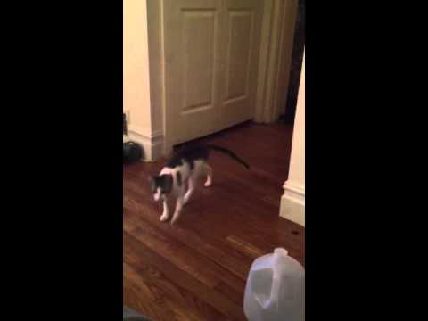 The Countess Luann Plays Fetch