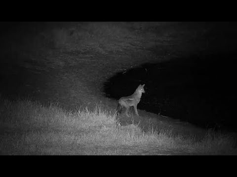 Djuma: Side-striped Jackal gets quick drink from the pan - 20:54 - 05/17/19