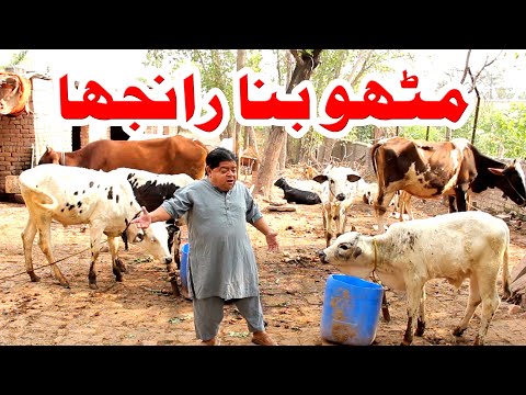 Mithu Bana Ranjha - Pothwari top funny drama - Shahzada Ghaffar funny clips - Anjum Malik Best Drama