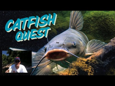 Catfish Quest