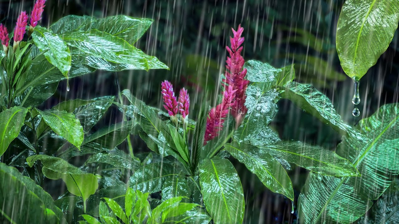 Group Study Sesh! | Rain Sounds for Studying & Concentration LIVE STREAM