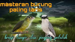Download lagu Masteran paling laris brinji tungir dan jingjing petulak 🔥 mp3