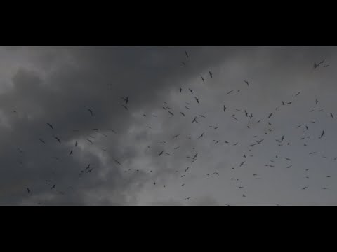 RXMAKA - DRXG MI E SVETA (dir. by Filip Velikov)