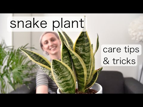 THE (almost) UNKILLABLE SNAKE PLANT | Sansevieria Care Tips & Tricks