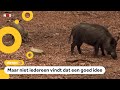 Wilde zwijnen op de Veluwe worden afgeschoten