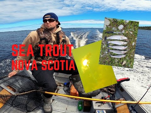 Summer Sea Trout | Nova Scotia Fishing 2022