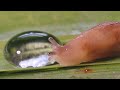 Slug vs water droplet #3 - UHD 4K
