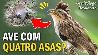 Miniatura do vídeo