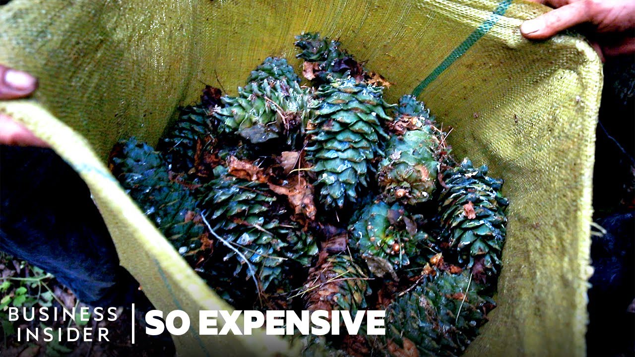 Why Pine Nuts Are So Expensive | So Expensive