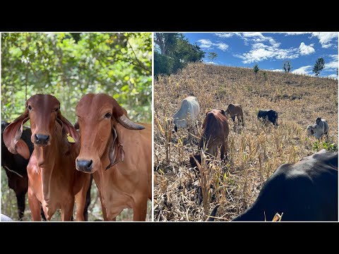 😱🐄The cows had gotten out of the pasture where we had left them 😱🐄