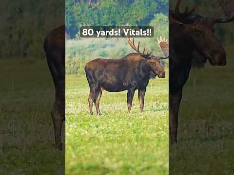 WATCH THIS! 80 yard #bow shot!! #wildlife #hunting #archery #bowhunting #love #shorts #moose