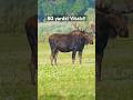 WATCH THIS! 80 yard #bow shot!! #wildlife #hunting #archery #bowhunting #love #shorts #moose
