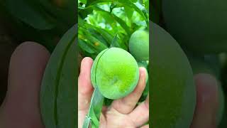 Download lagu Panen buah unik sangat segar dan memuaskan #shorts mp3