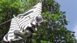 trashcan sinatras - pledgemusic campaign video