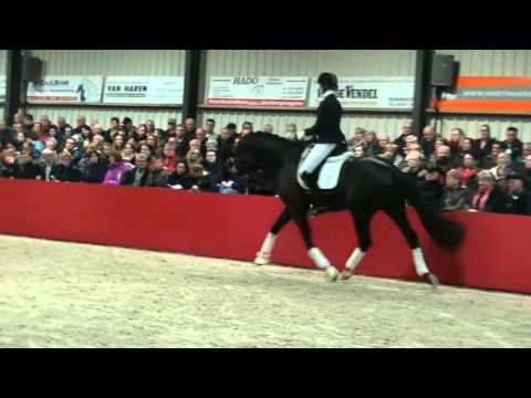 'Hometown' (v.Apache x Ferro) @ Stallion presentation Gebr. van Manen