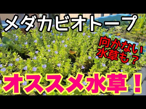 カナダの水草 植物