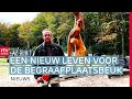 Twee gigantische pauwen sieren nu de begraafplaats | RTV Drenthe