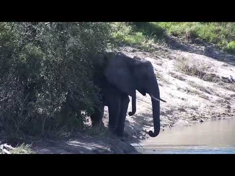 Djuma: Two Elephants drinking at dam and then Waterbucks resting - 12:25 - 06/03/2023