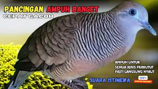 Download lagu Perkutut Lokal Gacor Suara Kung Besar Pancingan Semua Perkutut Agar Cepat Bunyi! | Zebra Dove 166 mp3