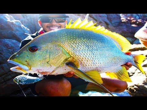 Super RARE Fish Caught From CLIFF - Island Life EP1 - With Cavy n Briggsy