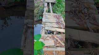 Download lagu Jembatan Kayu Tua yang sudah ambruk, akses jalan orang Dayak di Pedalaman Kalimantan mp3 Download lagu Jembatan Kayu Tua yang sudah ambruk, akses jalan orang Dayak di Pedalaman Kalimantan mp3