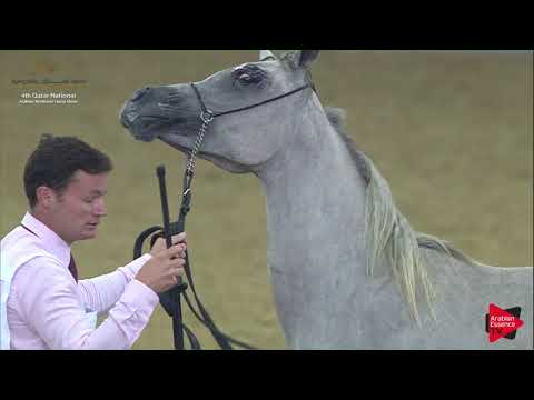 N.84 SALEEL AL NASSER - 2019 Qatar Nat. Peninsula show - Yearling Colts (Class 4A) .mp4