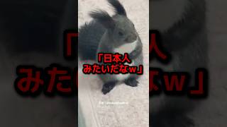 Download lagu The Extraordinary Politeness of a Squirrel Discovered in Hokkaido Becomes a Global Sensation mp3