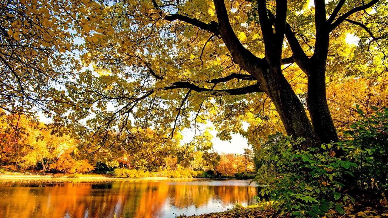 【無廣告】療癒鋼琴曲 🎹 深度放鬆助眠 🌙 快速釋放壓力・安定心靈・一夜好眠