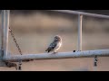 Little Owl In Cyprus Sound Call Noctua Athene Μικρή Κουκουβάγια 4k
