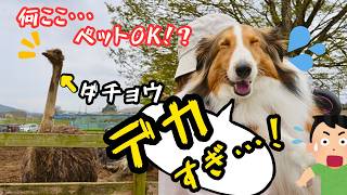 シェルティ、ダチョウと出会う…？愛犬と動物ふれあいDay🐶