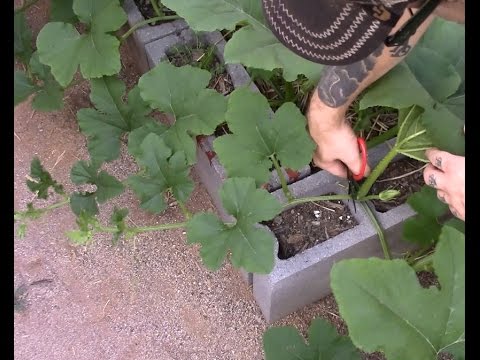 Pruning pumpkins and Leaf mottle