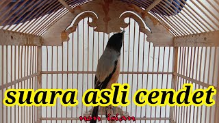 Download lagu Suara asli burung cendet cendet 1 isian... mp3
