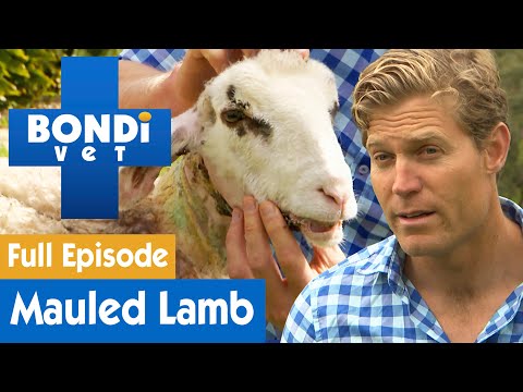 🐑 Orphan Lamb Has Been Mauled By A Dog | FULL EPISODE | S8E9 | Bondi Vet