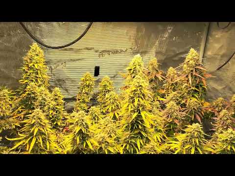 Mars Hydrø TSW  2000 Grow # 6 December 7 2023