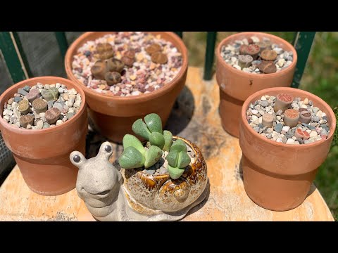 , title : 'Cuidados de los Lithops o piedras vivas'