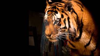 Danakil - Les hommes de la paix ( topher )