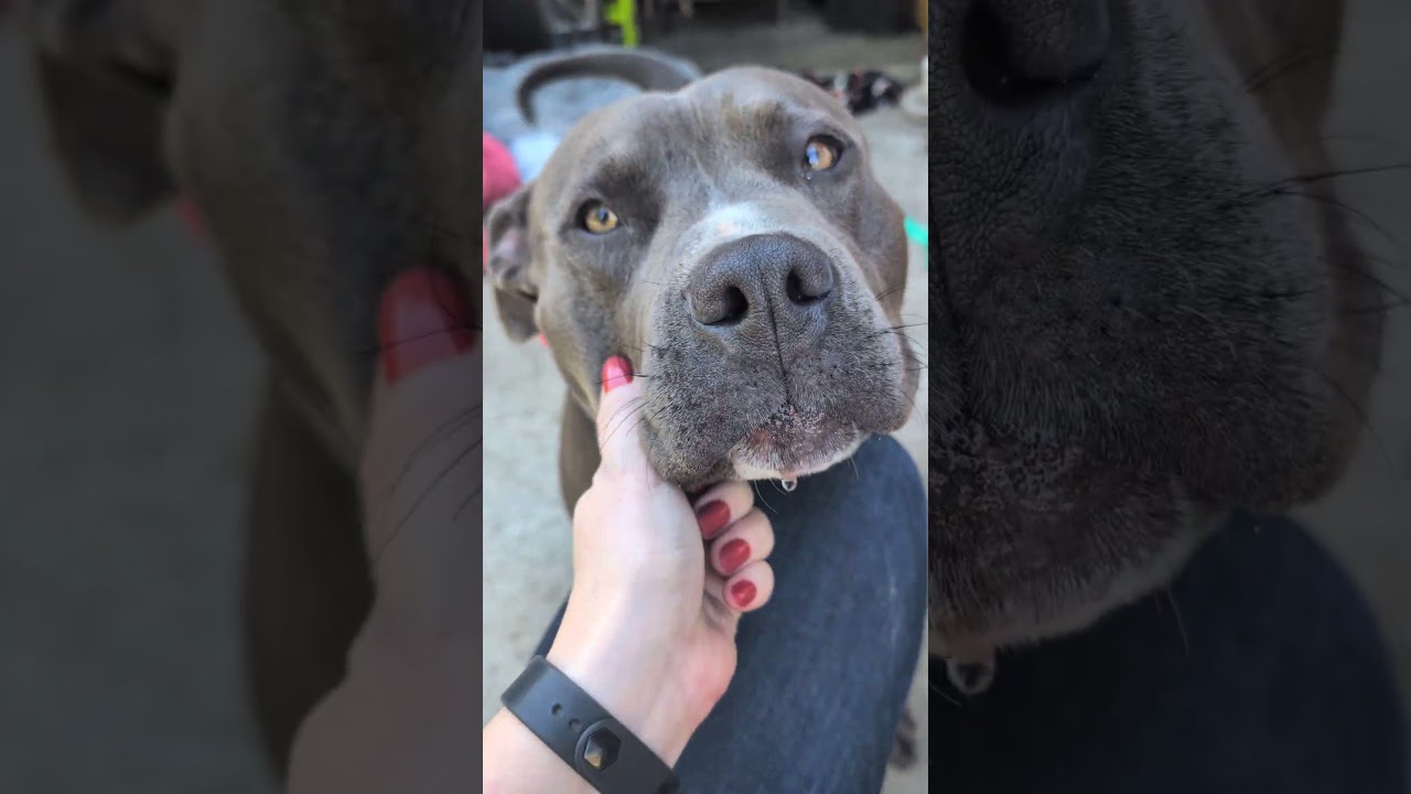 Enlarge Benny, a Adoptable Pit Bull Terrier in Roseville, CA video 2/4
