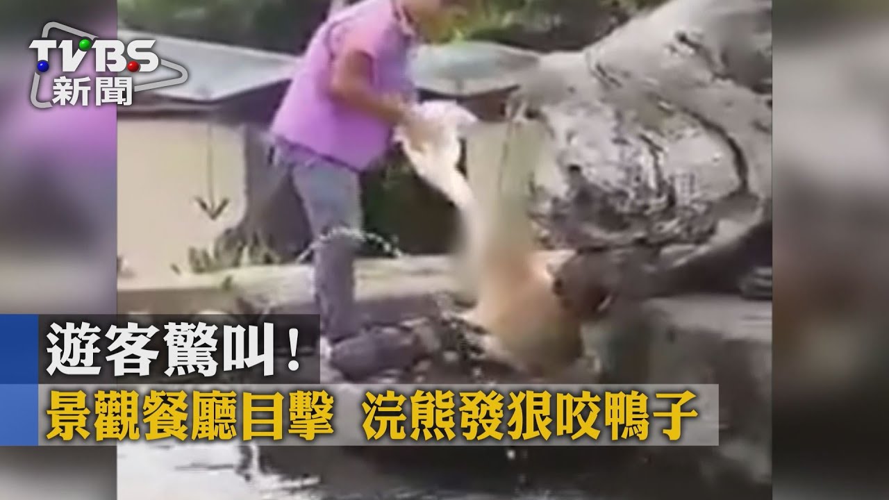 遊客驚叫!景觀餐廳目擊 浣熊發狠咬鴨子