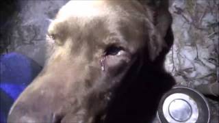 THE DOG HOUSE. In The Winter. Cold outside, Toasty inside. Happy Dog!