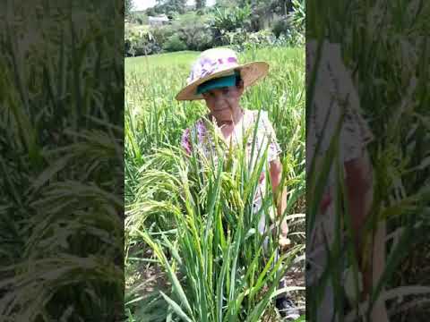 pré assentamento vida nova Niquelândia goias plantação de arroz.