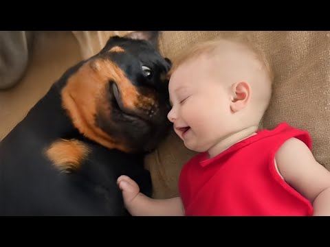 Quand les bébés sont élevés par l'amour d'un chien rottweiler