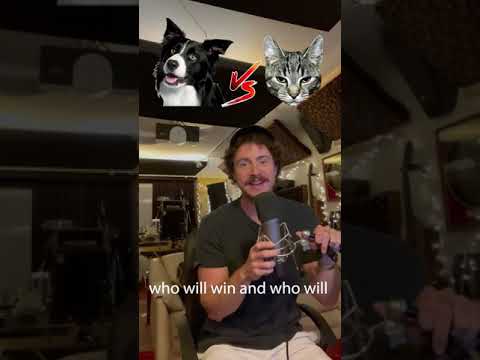 Cat vs Dog