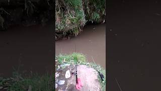 Download lagu mancing ikan nilem di air keruh #fishing #memancing #mancingmania #mancing #shorts #short mp3