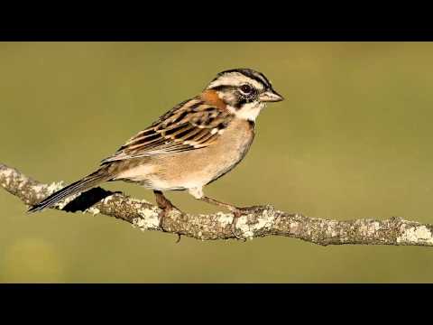Chingolo Cantando Sonido para Llamar El Mejor
